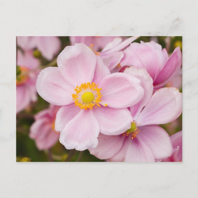 Carte Postale Fleurs de l'anémone japonaise (Devant)
