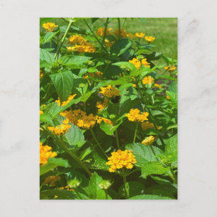 Carte Postale Fleurs de Lantana Jaune et Pollinisateur
