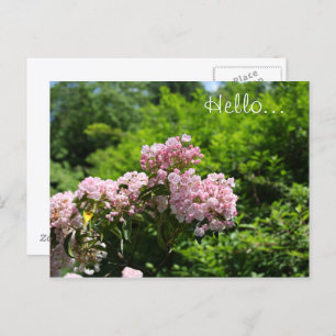 Carte Postale Fleurs de lauriers roses