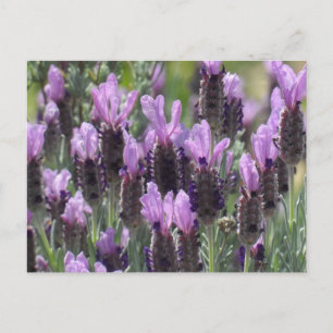 Carte Postale Fleurs de lavande