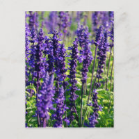 Fleurs de lavande