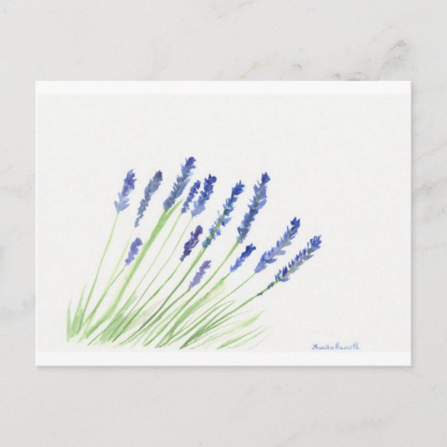 Carte Postale Fleurs de lavande (Devant)