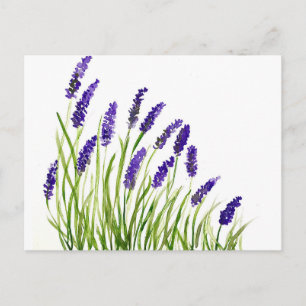 Carte Postale Fleurs de lavande aquarelle Floral rustique violet