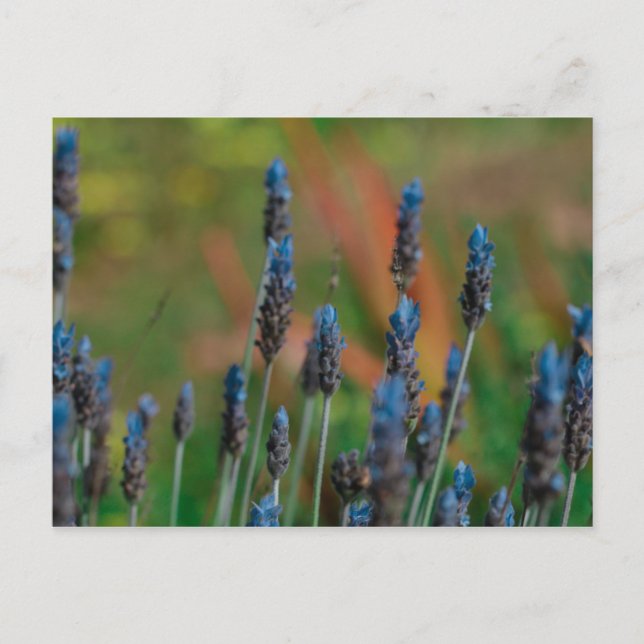 Carte postale Fleurs de lavande bleu violet (Devant)