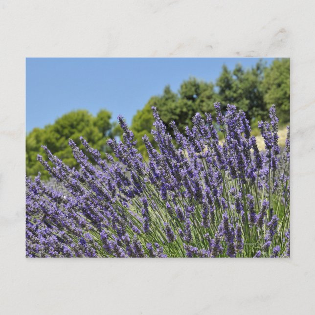 Carte Postale Fleurs de lavande dans le champ en été, Provence (Devant)