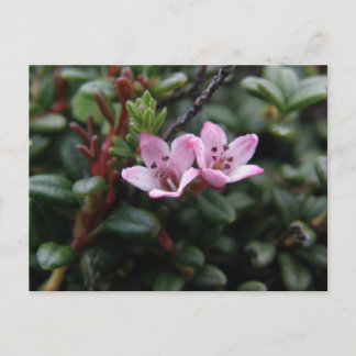 Carte Postale Fleurs de l'Azalée alpine, île de l'Unalaska