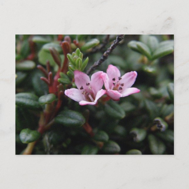 Carte Postale Fleurs de l'Azalée alpine, île de l'Unalaska (Devant)