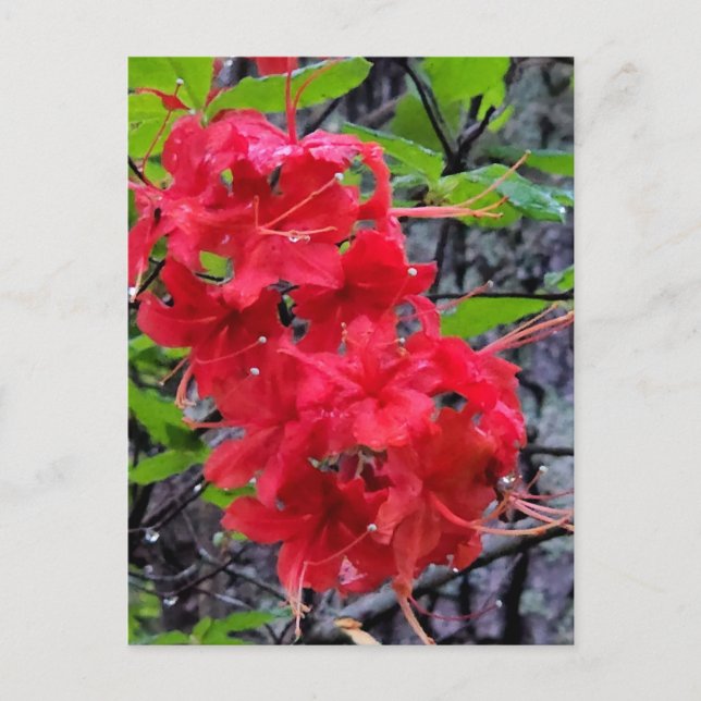 Carte Postale Fleurs de l'Azalée Rouge (Devant)
