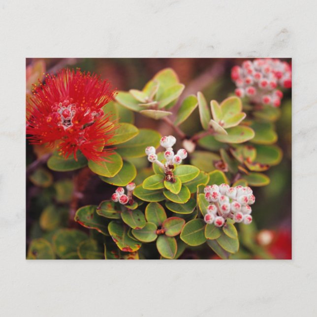 Carte Postale Fleurs de Lehua à Hawaï Volcans (Devant)