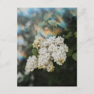 Carte Postale Fleurs de lilas blanc avec éclat arc-en-ciel, cart