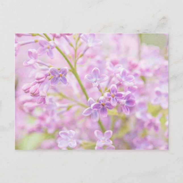 Carte Postale Fleurs de Lilas Brume (Devant)