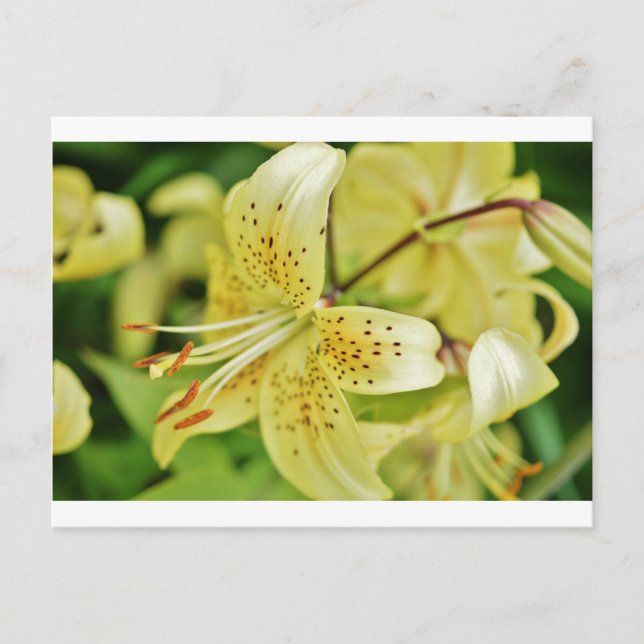 Carte Postale Fleurs de Lily  Mariage (Devant)