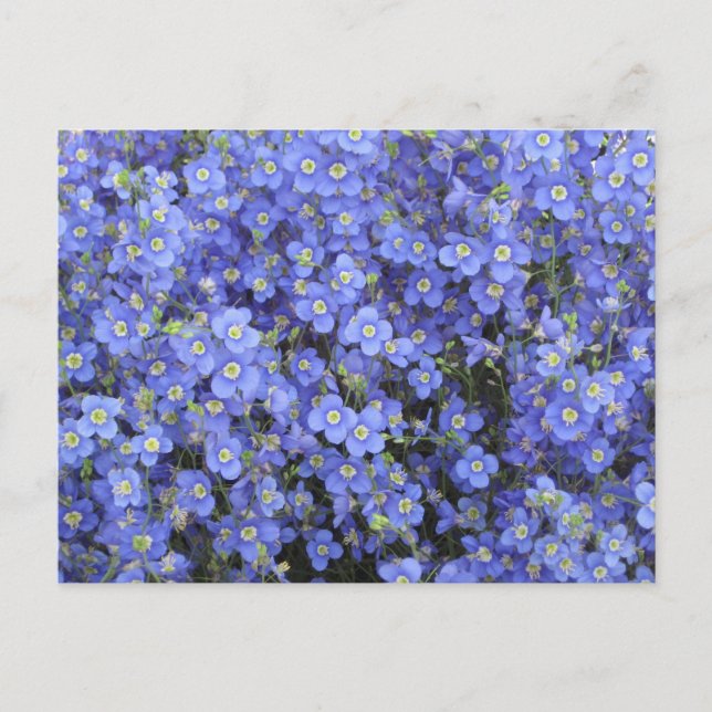 Carte Postale Fleurs de lin aux jardins de Longwood, Pennsylvani (Devant)