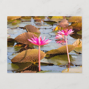 Carte Postale Fleurs de lotus sur le lac Thale Noi, Phatthalung