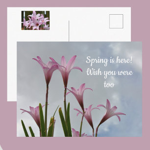 Carte Postale Fleurs de lys de pluie rose pastel Vous manquent