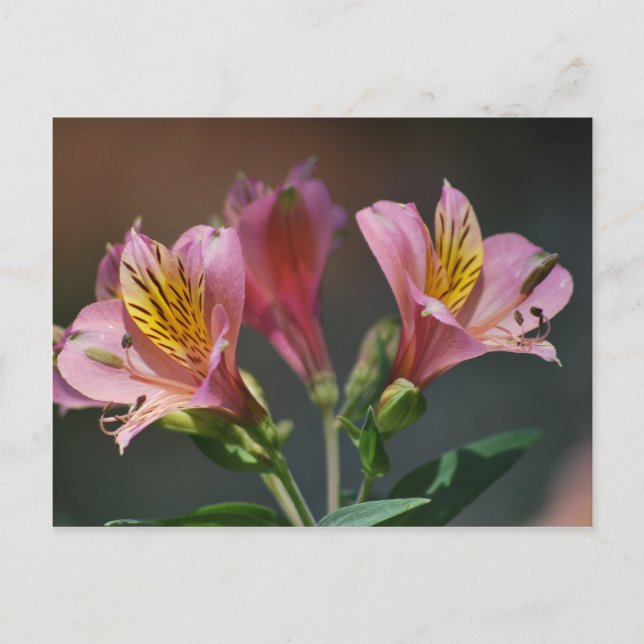 Carte Postale Fleurs de Lys inca roses et sens (Devant)