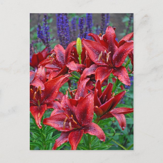 Carte Postale Fleurs de lys rouges (Devant)