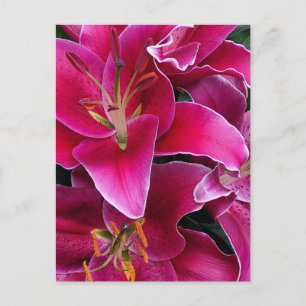 Carte Postale Fleurs de lys stargazers roses