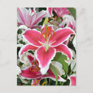 Carte Postale Fleurs de lys stargazers roses