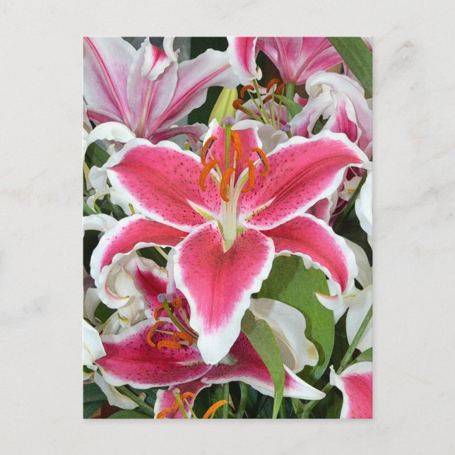 Carte Postale Fleurs de lys stargazers roses (Devant)