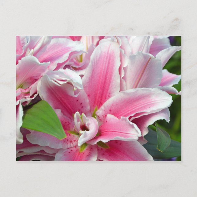 Carte Postale Fleurs de lys stargazers roses au printemps (Devant)