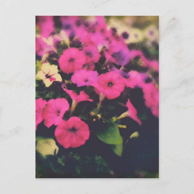 Carte Postale Fleurs de magasin d'alimentation (Devant)