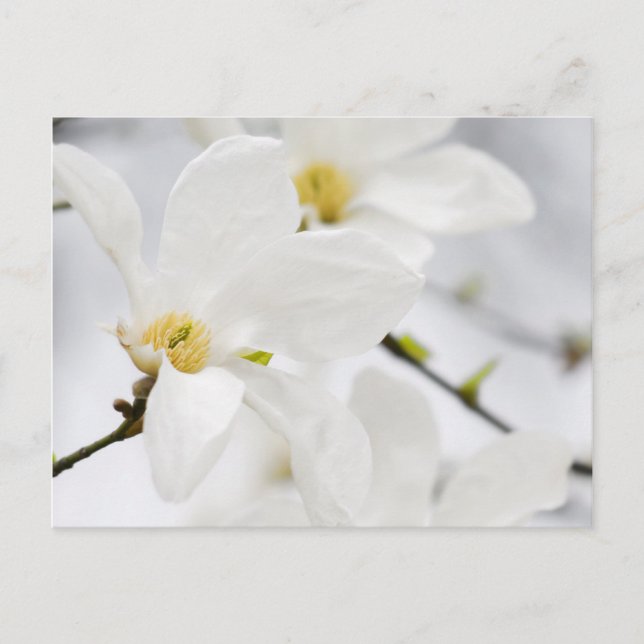 Carte Postale fleurs de magnolia (Devant)