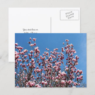 Carte Postale Fleurs de Magnolia Ciel Bleu Personnalisé