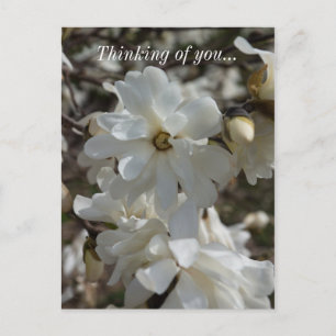 Carte postale Fleurs de Magnolia étoilé Pensées po