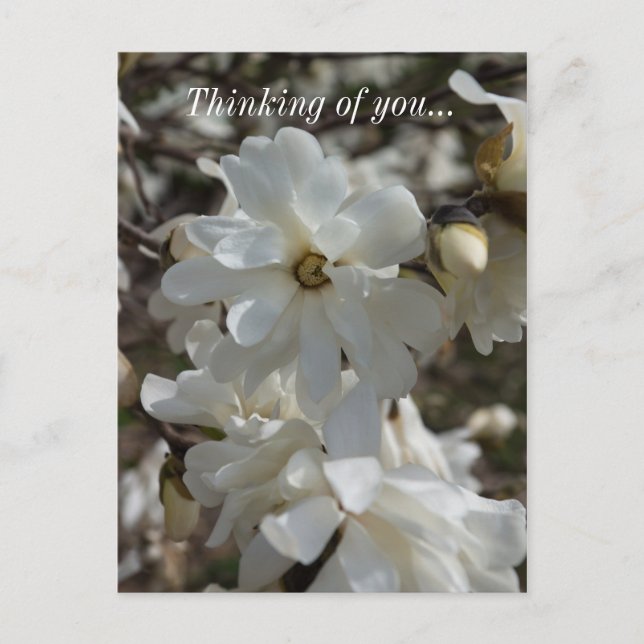 Carte postale Fleurs de Magnolia étoilé Pensées po (Devant)