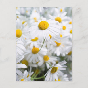 Carte Postale fleurs de marguerite