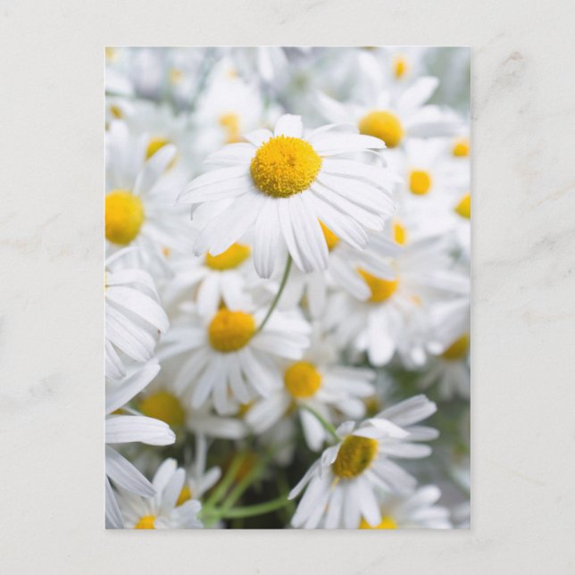 Carte Postale fleurs de marguerite (Devant)