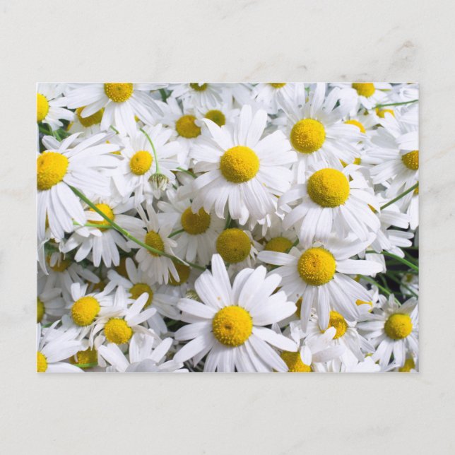Carte Postale Fleurs de marguerite (Devant)