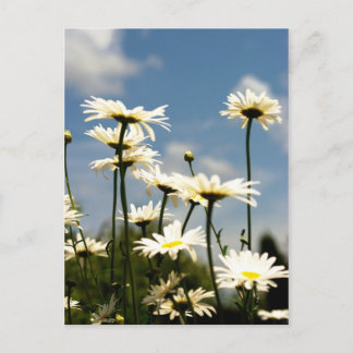Carte postale Fleurs de marguerite blanche