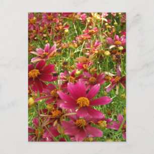 Carte Postale Fleurs de marguerite rose et jaune brillantes