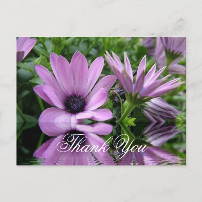 Carte Postale fleurs de marguerite violette merci (Devant)