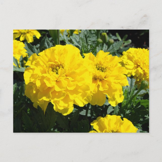 Carte Postale Fleurs de Marigold Jaune (Devant)