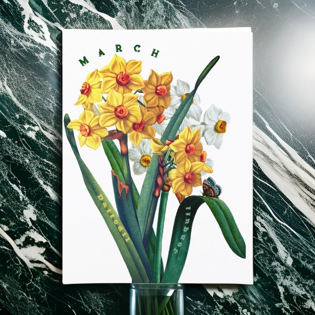 Carte Postale Fleurs de mars Jonquil Daffodil (Créateur téléchargé)