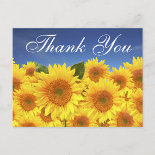 Carte Postale Fleurs de Merci Florales Fleurs de soleil Jaunes B