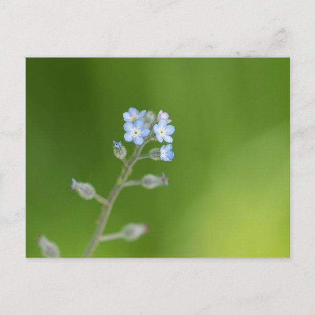 Carte Postale Fleurs de myosotis (Devant)