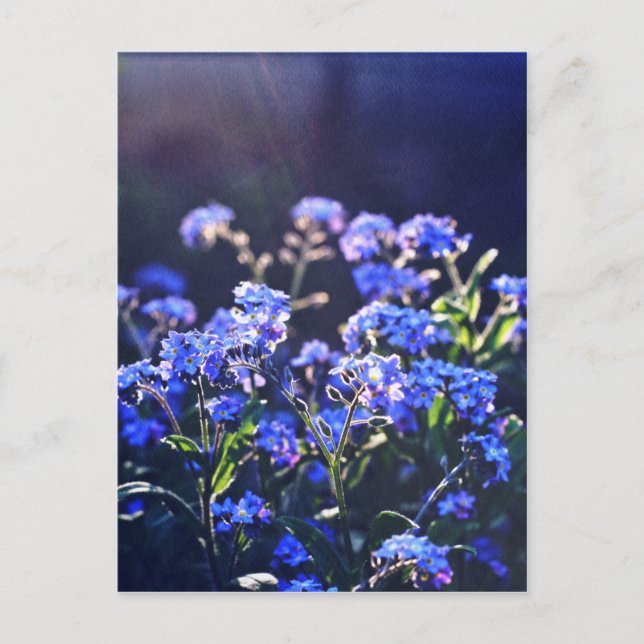 Carte Postale fleurs de myosotis photographiées par Tutti (Devant)