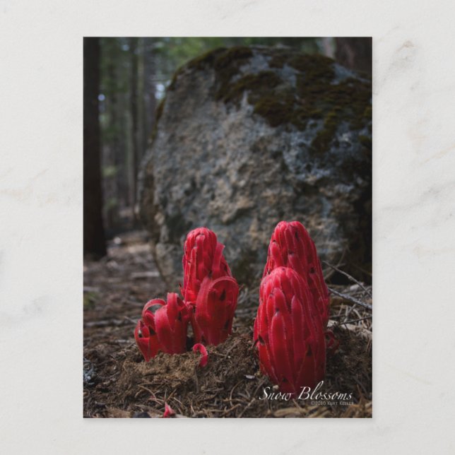 Carte postale Fleurs de neige (Devant)