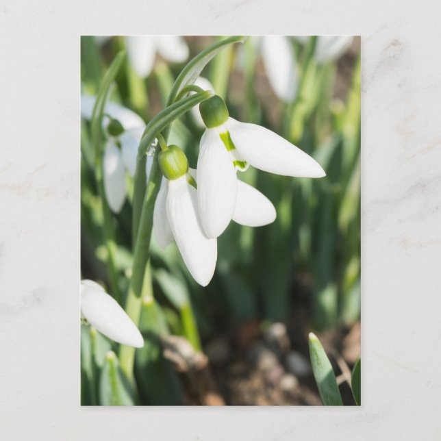 Carte Postale Fleurs de neige (Devant)