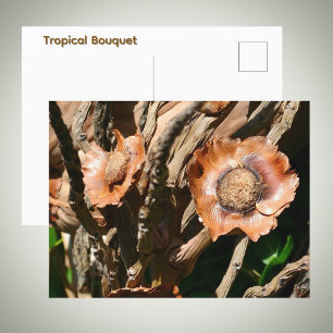 Carte Postale Fleurs de noix de coco séchées tropicales