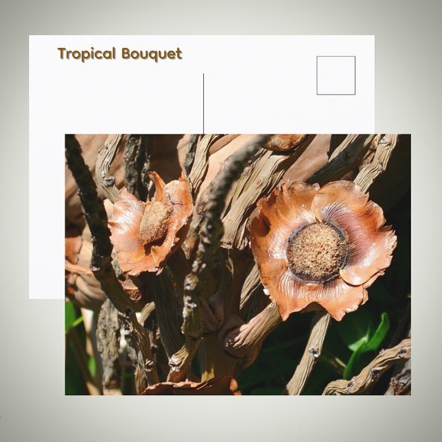 Carte Postale Fleurs de noix de coco séchées tropicales (Créateur téléchargé)