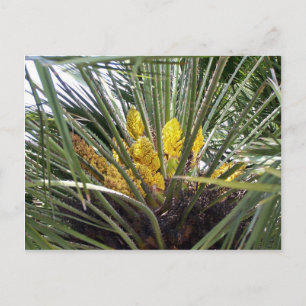 Carte Postale Fleurs de palmiers jaunes parfumées