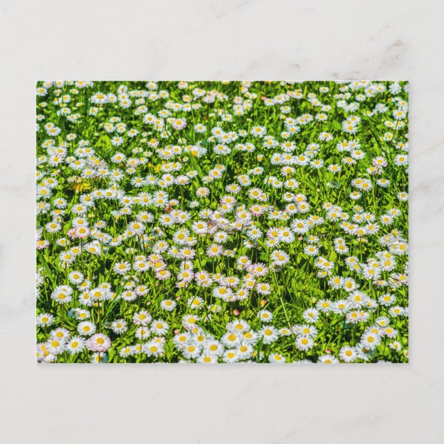 Carte Postale Fleurs de pâquerette (Devant)