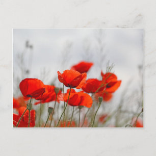 Carte Postale Fleurs de pavot commun dans un champ.