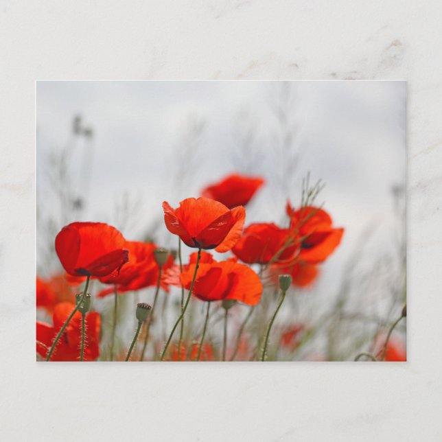 Carte Postale Fleurs de pavot commun dans un champ. (Devant)