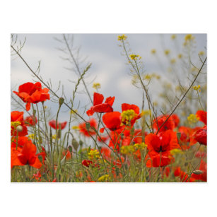 Cartes Postales Coquelicot Originales Zazzle Fr